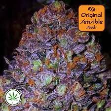The breeders of this kush remain unknown. Purple Haze Auto Canna Seed Hanfsamen