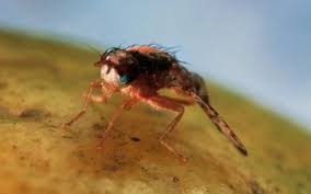 10 tips for getting rid of fruit flies