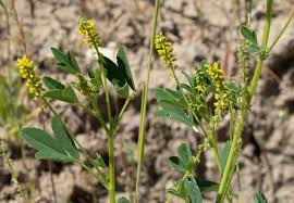 Image result for Melilotus indicus