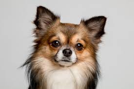 Dogs usually hear the first syllable. 225 Female Chihuahua Names And Meanings For Your Tiny Puppy 2021