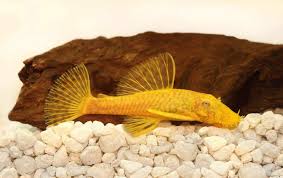 Black Algae In Fish Tank Good Or Bad 13 Must Have Algae Eaters For Your Aquarium 2020 Fishkeeping World