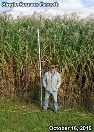 Maybe you would like to learn more about one of these? Maple River Farms Miscanthus Rhizomes Product Info And Sales Inquiry