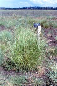 Image result for Cenchrus ciliaris