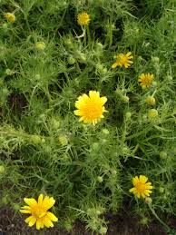 Image result for Criscianthus