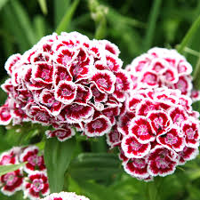 Pin On Flowers