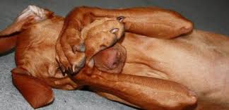 Image result for scabies dogs detail