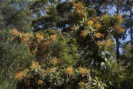 Image result for Bocconia arborea