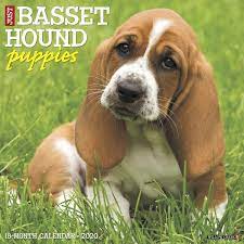 Basset hound mixes combine the charasmatic basset with another brilliant breed. Willow Creek Press Just Basset Hound Puppies 2020 Wall Cale Willow Creek Press Amazon De Bucher