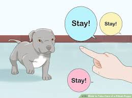 3 Ways To Take Care Of A Pitbull Puppy Wikihow