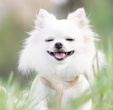 Choosing a name for your female puppy or dog requires a little inspiration and plenty of thought. 250 Best Chihuahua Names For Your Tiny And Adorable Chi My Pet S Name