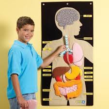 My Body Wall Chart Nutrition Human Body Theme