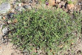 Image result for Blepharis buchneri