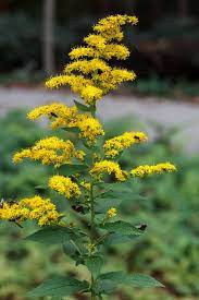Solidago Rugosa Wrinkleleaf Or Rough Stemmed Goldenrod Pyramidal Inflorescence Habitat Garden Goldenrod Native Plants