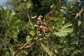 Image result for Deinbollia