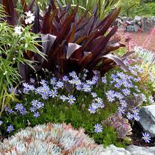 Image result for Felicia grantii