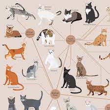 This Illustration Categorizes The Different Cat Breeds By Type And Origins Cat Breeds Types Of Cats Breeds Breeds