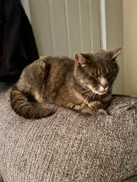 Two are 4, one is 3, and one just turned 1. I Adopted A 16 Year Old Cat Today Reddit Meet Roffus Cats