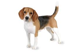 Check spelling or type a new query. Beagle Dog Breed Information Pictures Characteristics Facts Dogtime