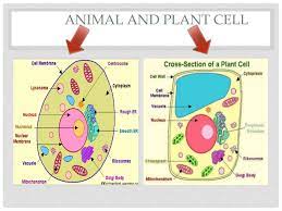 My son's science is chemistry this year. Cellular Organization Of Plants And Animals