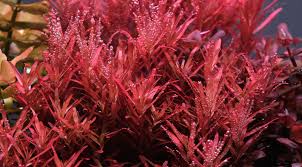 Image result for Rotala filiformis
