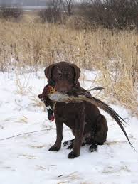 Male & female chocolate lab names suggestions & lists after things brownish. The Modern Bark Dog Training Tips 45 Meaningful Female Chocolate Labrador Names
