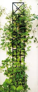 Espalier Metal Wall Trellis Elegant Solid Narrow Wall Trellis Pack Of Two Metal Garden Trellis Iron Trellis Garden Trellis