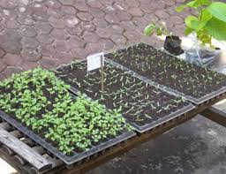 Pengaruh pemberian pupuk organik cair ampas tahu dan bonggol pisang terhadap pertumbuhan dan produksi tanaman seledri (apium graveolens l.) Pupuk Terbaik Untuk Seledri Bertaniorganik Com