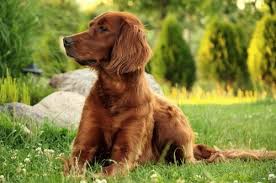 Growth Irish Setter Puppy Weight Chart Irish Setter