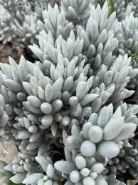 Image result for Caputia