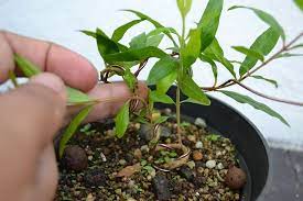 Growing Bonsai From Seed Bonzaitreeseeds Bonsai Tree Types Buy Bonsai Tree Bonsai Tree Care