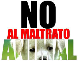 Resultado de imagen para maltrato animal uruguay