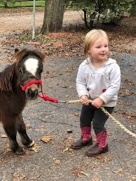 Shady Oaks Miniature Horse Farm Raising Miniature Horses 30 Inches And Under