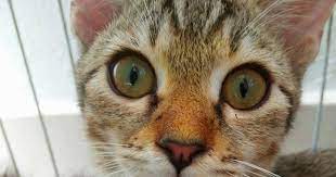 Selain itu, merawat bayi kucing bisa menjadi tantangan besar bagi yang belum berpengalaman. Bee Merawat Anak Kucing Selsema