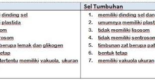 Salah satu perbedaan mendasar sel hewan dan tumbuhan adalah adanya dinding sel pada sel tumbuhan, sementara sel hewan tidak memilikinya. All About Biologi Dasar Perbedaan Sel Hewan Sel Tumbuhan Serta Macam Dan Fungsi Organel Sel