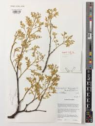 Image result for Philenoptera wankieënsis