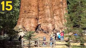 The largest tree in the world is a giant sequoia (sequoiadendron giganteum) in california's sequoia national park. 15 Biggest Trees In The World Youtube