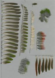 Image result for Erythrococca fischeri