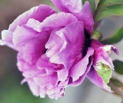 Pin On Peonias