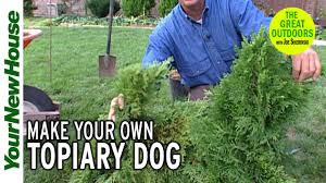 Find the best free stock images about topiary. How To Create Topiaries Step By Step Instructions And Materials List In The Description Youtube