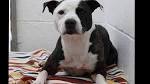 Staffordshire Bull Terrier Rescue South Africa - Home ...