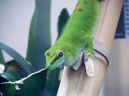 Caring For Giant Day Geckos Reptiles Magazine