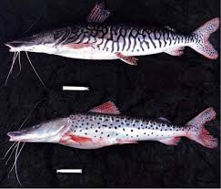 Image result for Pseudopod Ospermum