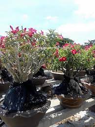 Pin On Desert Rose
