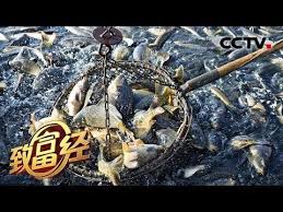 致富经 鬼门关里抓出黄金财南麂岛上的老人与海20190808 cctv农业 youtube bio data make it yourself novelty christmas