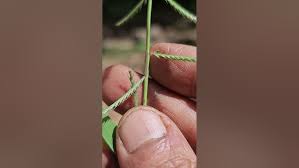 Image result for Dinebra retroflexa