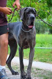 De un pueblo que estaba establecido en europa oriental, invadió españa en el siglo v y fue derrotado por los visigodos: Il Cane Della Mia Vita Great Dane Alano Tedesco Blu Animali Alano Cuccioli