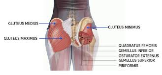 Below is a diagram illustrating the different glute injection sites. The Glutes At Yoga Asia