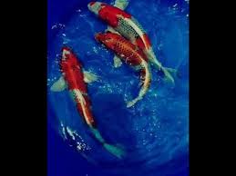 M R P Aquatics Chennai Youtube Japanese Koi Koi Koi Fish