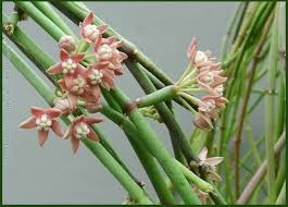 Image result for Cynanchum mulanjense