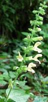 Image result for Stachys aculeolata